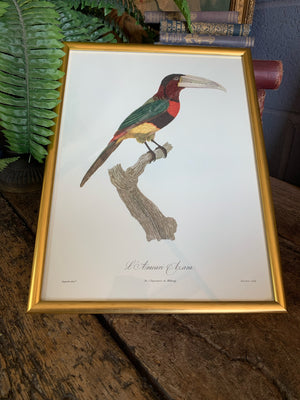Rare exotic bird framed print 1796-1812