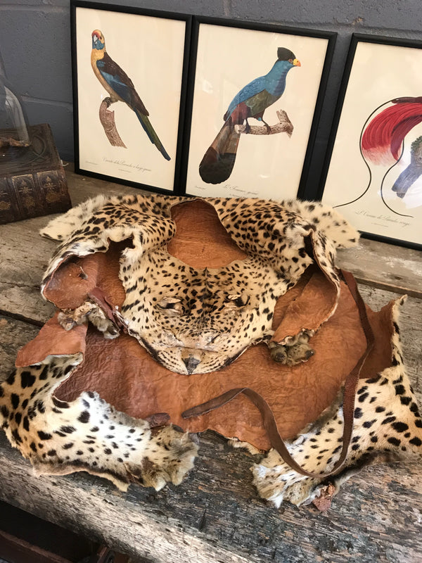 An antique military Boer war WWI era leopard skin drummers apron