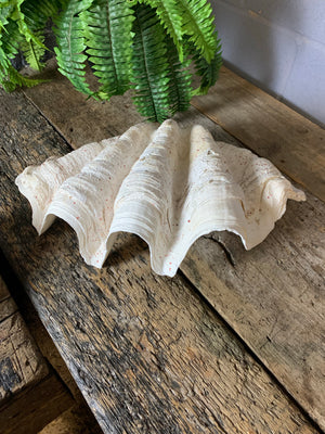 A Giant Clam Shell specimen (Tridacna Gigas)- 55cm