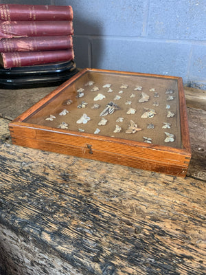 A lepidopterist taxidermy display case