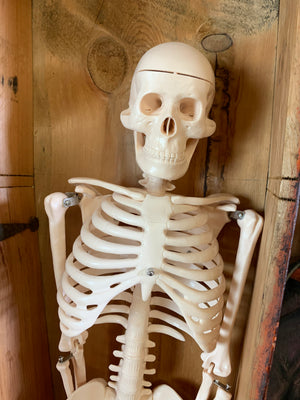 A Victorian coffin box with half-sized anatomical skeleton model