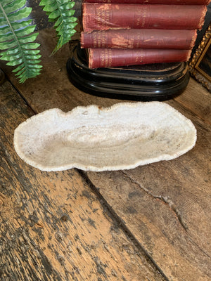 A very large white mushroom coral natural history specimen