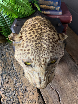 A victorian taxidermy leopard head mount by Rowland Ward