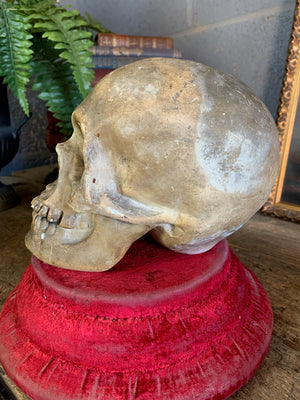 An anatomical plaster skull model