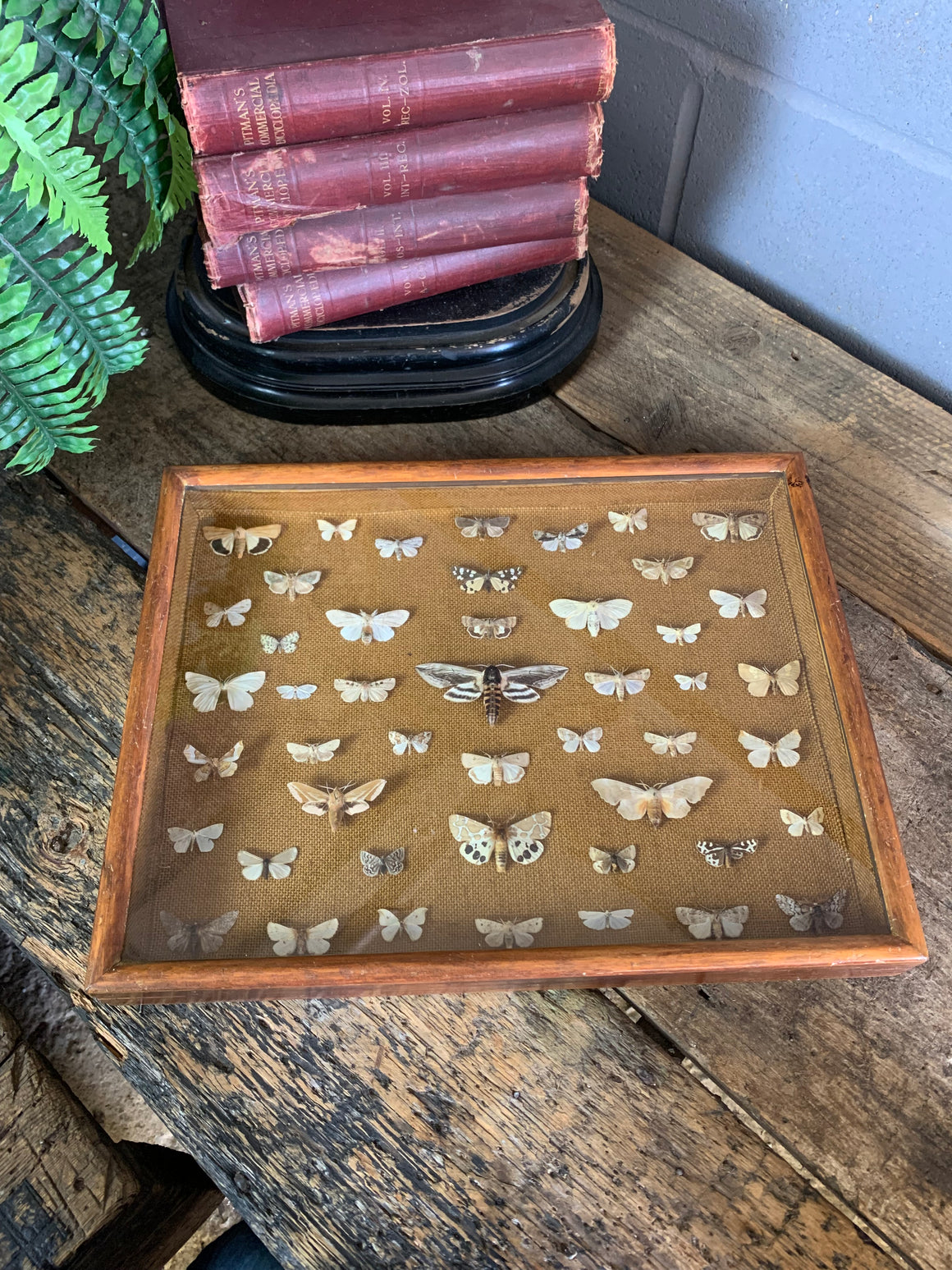 A lepidopterist taxidermy display case