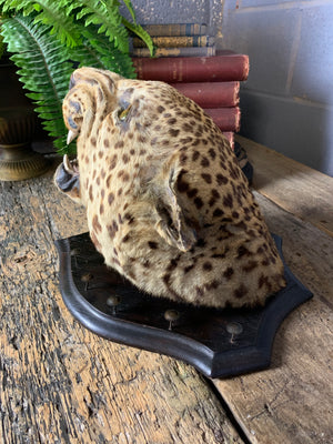 A victorian taxidermy leopard head mount by Rowland Ward