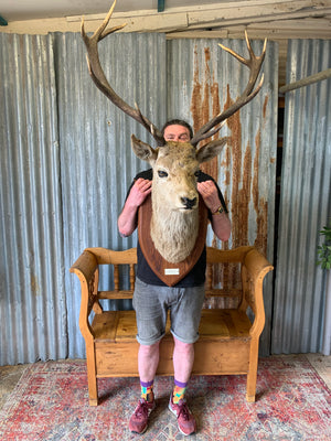 A Scottish taxidermy stag head by Spicer & Sons