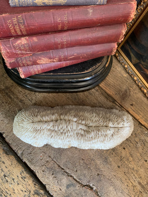 A very large white mushroom coral natural history specimen