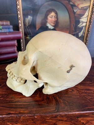 A boxed Adam Rouilly half skeleton