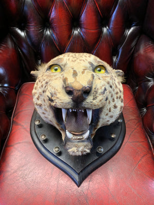 A victorian taxidermy leopard head mount by Rowland Ward