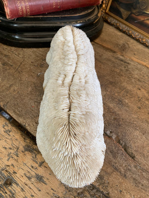 A very large white mushroom coral natural history specimen