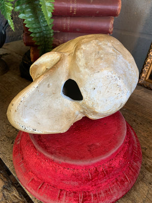 An anatomical plaster skull model