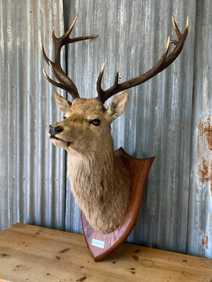 A Scottish taxidermy stag head by Spicer & Sons