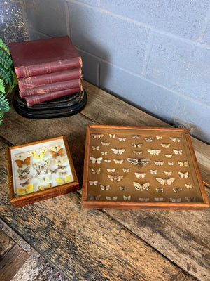 A lepidopterist taxidermy display case