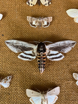 A lepidopterist taxidermy display case