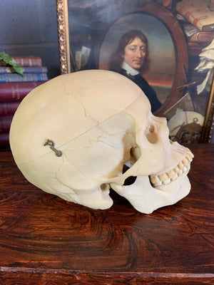 A boxed Adam Rouilly half skeleton