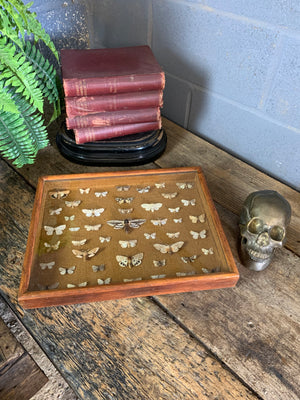 A lepidopterist taxidermy display case