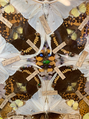 A Victorian lepidopterist taxidermy display case