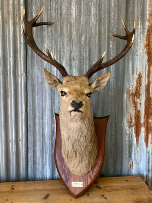 A Scottish taxidermy stag head by Spicer & Sons