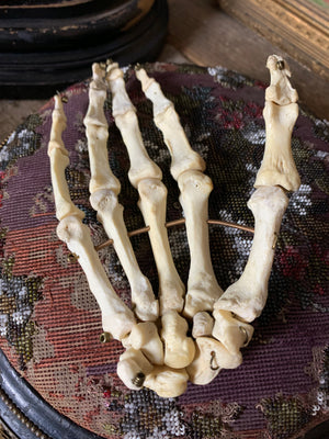 A real human skeleton hand