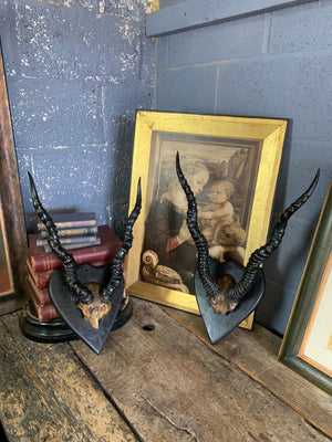 A pair of Victorian blackbuck antelope horns on an ebonised shield - set B