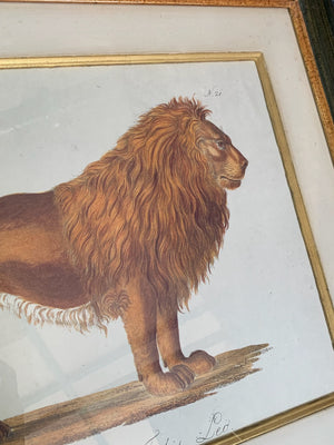 A framed print of a Karl Brodtmann lion engraving
