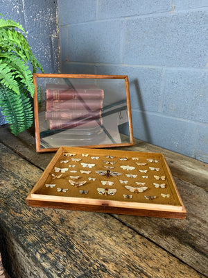 A lepidopterist taxidermy display case