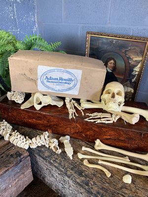 A boxed Adam Rouilly half skeleton