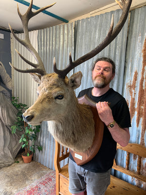 A Scottish taxidermy stag head by Spicer & Sons