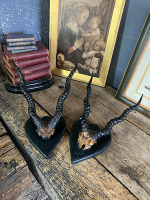 A pair of Victorian blackbuck antelope horns on an ebonised shield - set A