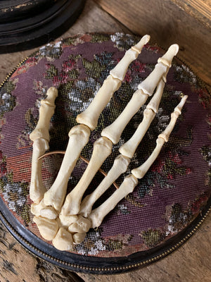 A real human skeleton hand