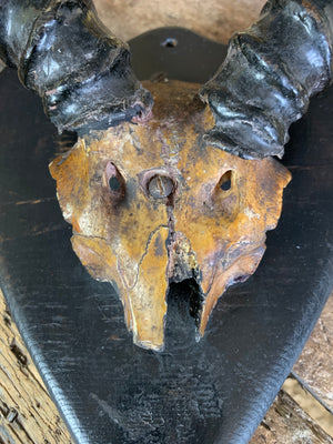 A pair of Victorian blackbuck antelope horns on an ebonised shield - set B