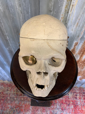 An anatomical skull model with golden eye