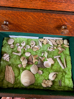 A collector's bank of drawers with natural history specimens