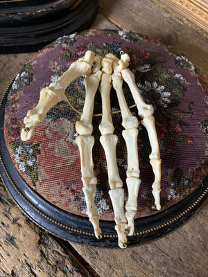 A real human skeleton hand