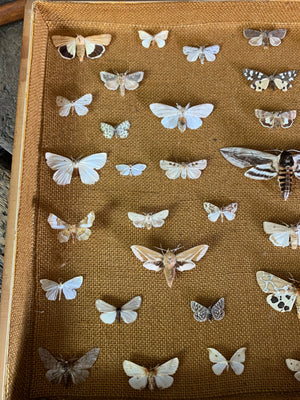 A lepidopterist taxidermy display case