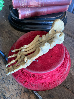 An anatomical human foot