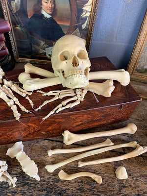 A boxed Adam Rouilly half skeleton