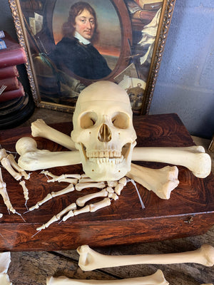 A boxed Adam Rouilly half skeleton