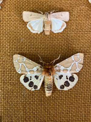 A lepidopterist taxidermy display case