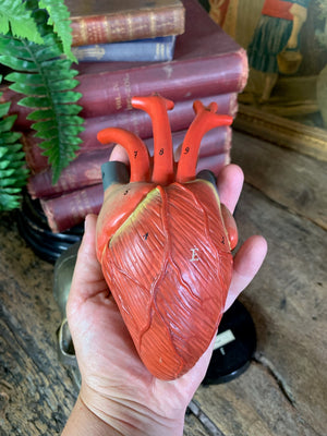 An anatomical heart model