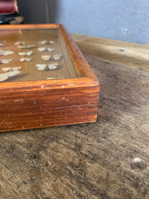 A lepidopterist taxidermy display case