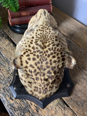 A victorian taxidermy leopard head mount by Rowland Ward