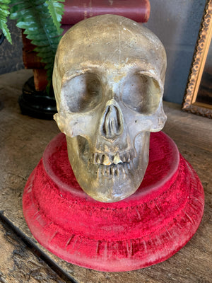 An anatomical plaster skull model