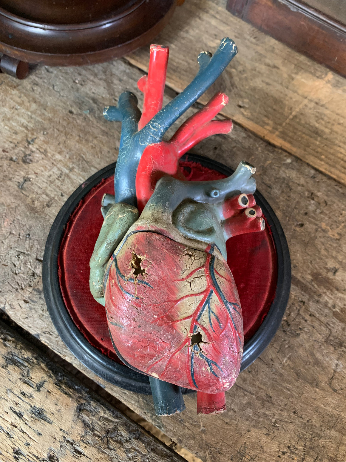 An oversized anatomical heart model