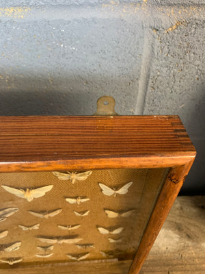 A lepidopterist taxidermy display case