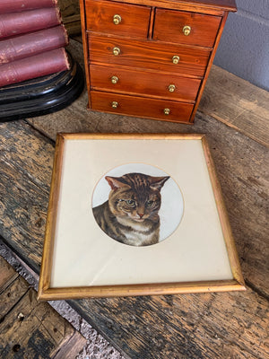 A framed portrait of a tabby cat