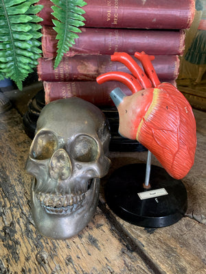 An anatomical heart model