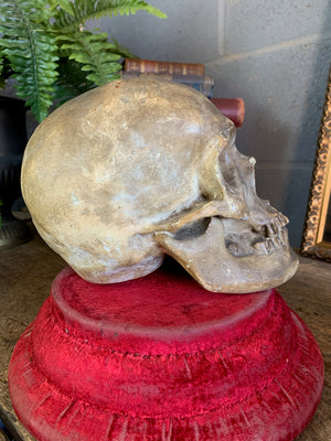 An anatomical plaster skull model