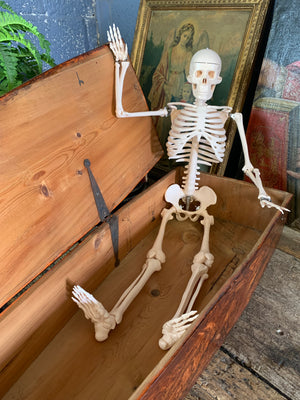 A Victorian coffin box with half-sized anatomical skeleton model